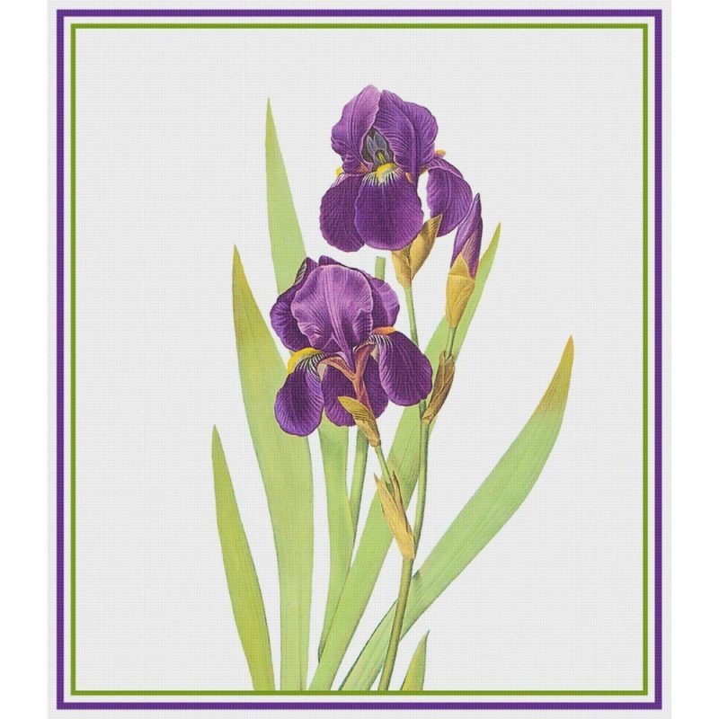 Bearded Iris Flower Inspired by Pierre-Joseph Redoute Counted Cross Stitch Pattern  |   Cross Stitch & Embroidery Cross Stitch & Embroidery Cross Stitch & Embroidery